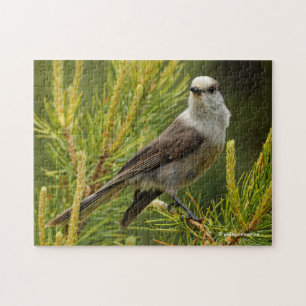 Een Cute en Curious Grey Jay/Whiskeyjack Legpuzzel