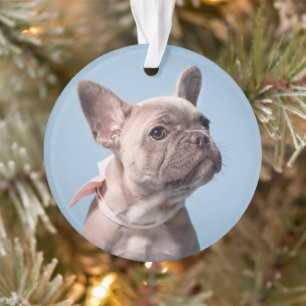Een Cute French Bulldog Ornament