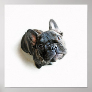 Een Cute French Bulldog Puppy Poster
