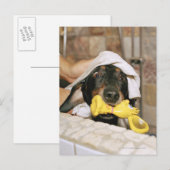 Een dachshund die wordt gebaad. briefkaart (Voorkant / Achterkant)