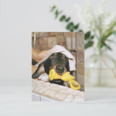 Een dachshund die wordt gebaad. briefkaart (Staand voorkant)