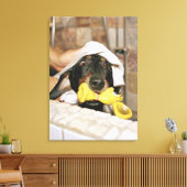 Een dachshund die wordt gebaad. canvas afdruk (Insitu (Woonkamer))