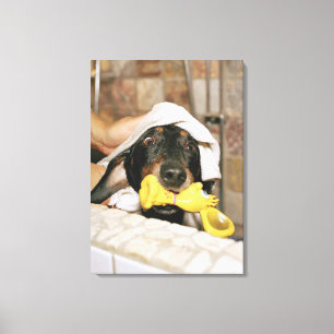 Een dachshund die wordt gebaad. canvas afdruk