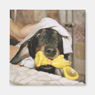 Een dachshund die wordt gebaad. magneet
