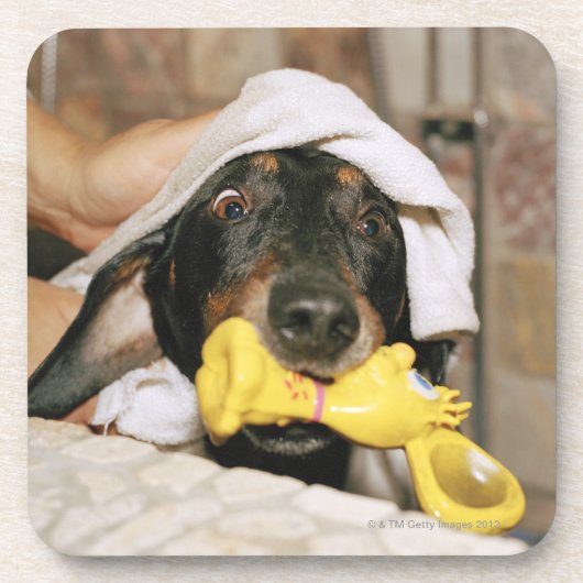 Een dachshund die wordt gebaad. onderzetter (Voorkant)