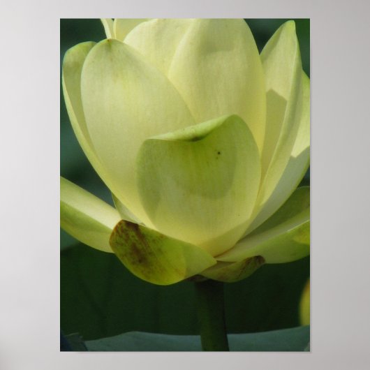 Een dag bij de vijver poster (Voorkant)