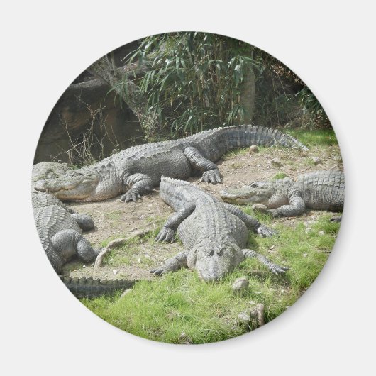 Een dag in de dierentuin #3 Magnet (Voorkant)