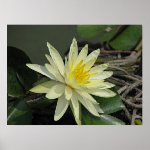 Een dag in de vijver poster