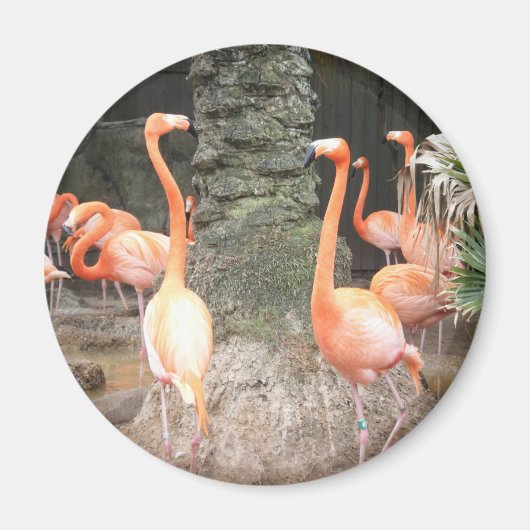 Een dag in de Zoo Magnet (Voorkant)