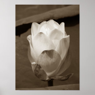 Een dag op de Pond-reeks Poster