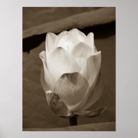 Een dag op de Pond-reeks Poster (Voorkant)