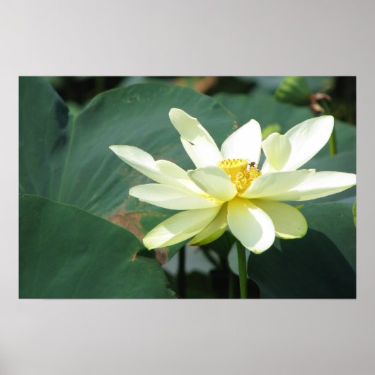 Een dag op de Pond-reeks Poster (Voorkant)