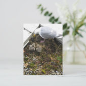 Een dag oud Briefkaart kippen (Staand voorkant)