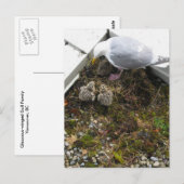 Een dag oud Briefkaart kippen (Voorkant / Achterkant)