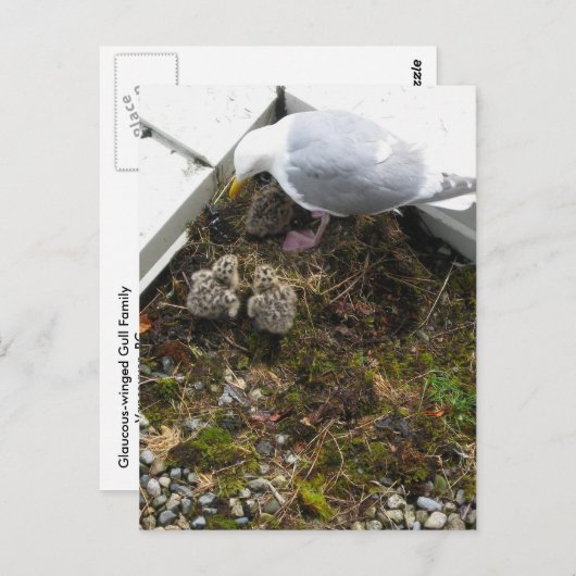 Een dag oud Briefkaart kippen (Voorkant / Achterkant)