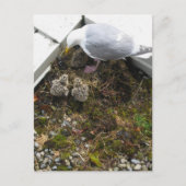 Een dag oud Briefkaart kippen (Voorkant)