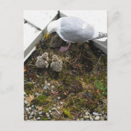 Een dag oud Briefkaart kippen