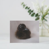 Een dag oud slijmen briefkaart (Staand voorkant)