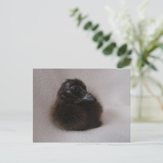 Een dag oud slijmen briefkaart (Staand voorkant)