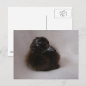 Een dag oud slijmen briefkaart (Voorkant / Achterkant)