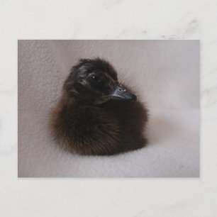 Een dag oud slijmen briefkaart