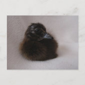 Een dag oud slijmen briefkaart (Voorkant)