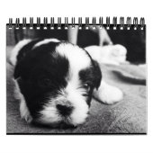 Een dagelijkse dosis Panda Kalender (Hoes)