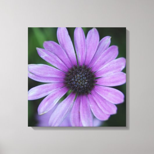 Een Daisy voor jou! Canvas Afdruk (Voorkant)