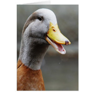 EEN DANDY DUCK
