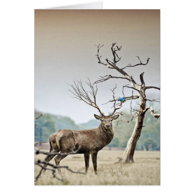 Een Deer en een Blauwvogel (Voorkant)