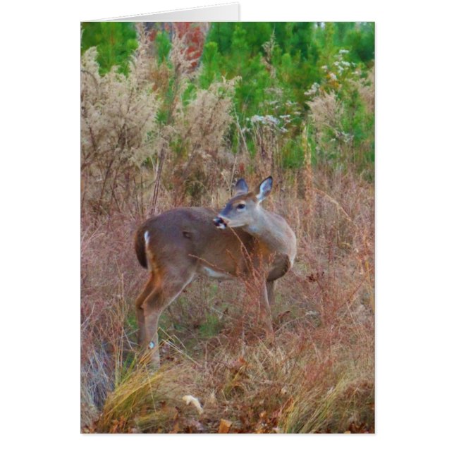 Een Deer in de Tall Grass (Voorkant)