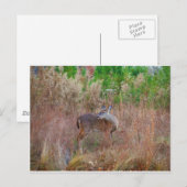 Een Deer in de Tall Grass Briefkaart (Voorkant / Achterkant)