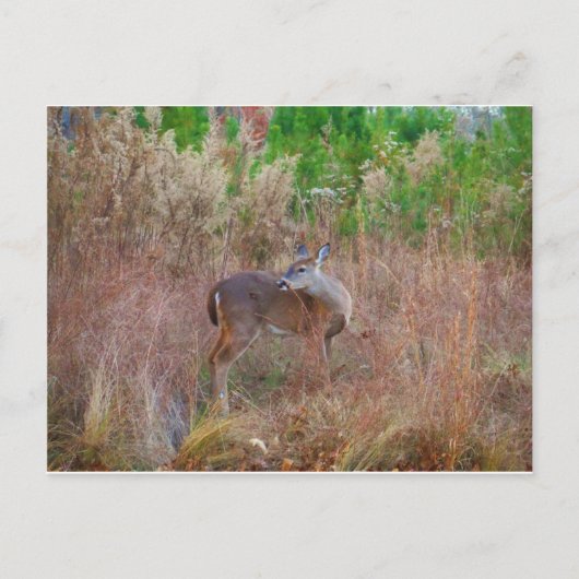 Een Deer in de Tall Grass Briefkaart (Voorkant)