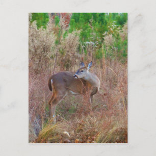 Een Deer in de Tall Grass Briefkaart