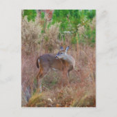 Een Deer in de Tall Grass Briefkaart (Voorkant)