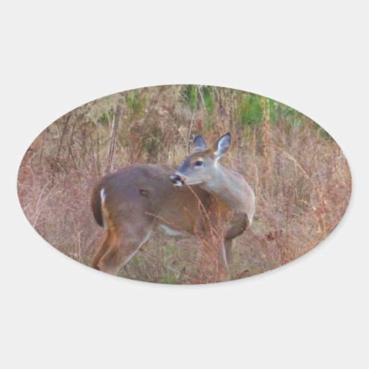 Een Deer in de Tall Grass Ovale Sticker (Voorkant)