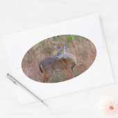 Een Deer in de Tall Grass Ovale Sticker (Envelop)