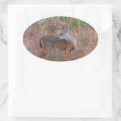 Een Deer in de Tall Grass Ovale Sticker (Tas)