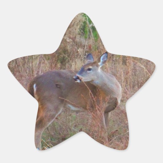 Een Deer in de Tall Grass Ster Sticker (Voorkant)