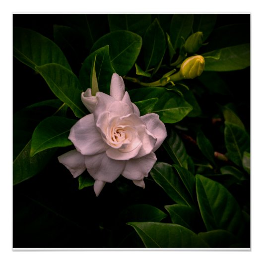 Een delicate witte bloem bloeit perfect poster (Voorkant)