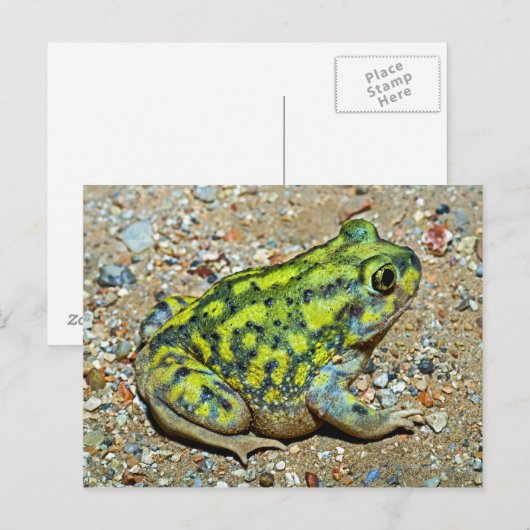 Een devoetpad van een bank briefkaart (Voorkant / Achterkant)