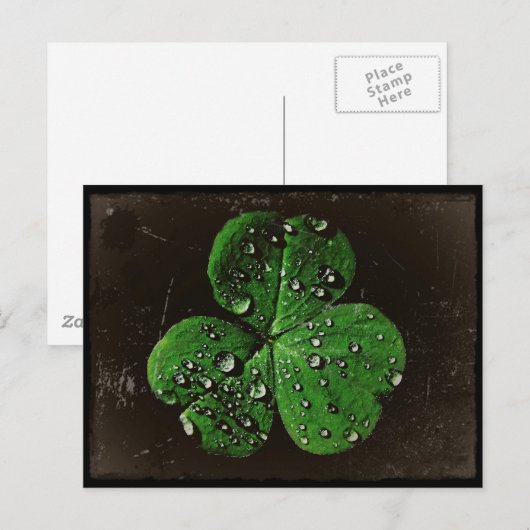 Een dew bekleed Shamrock Briefkaart (Voorkant / Achterkant)