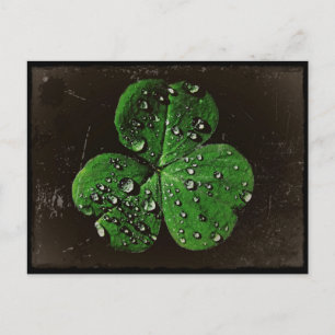 Een dew bekleed Shamrock Briefkaart