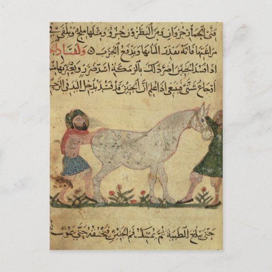 Een dierenarts die een merrie helpt bevallen briefkaart (Voorkant)