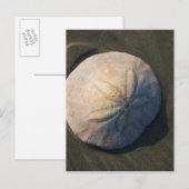 Een dollar van het Zand op het Strand Briefkaart (Voorkant / Achterkant)