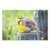 Een donzige weide foto afdruk (Voorkant)