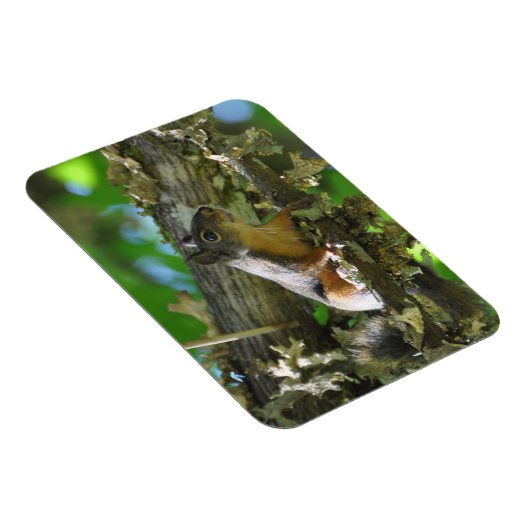 Een Douglas Squirrel in een Maple-boom Magneet (Rechterzijde)