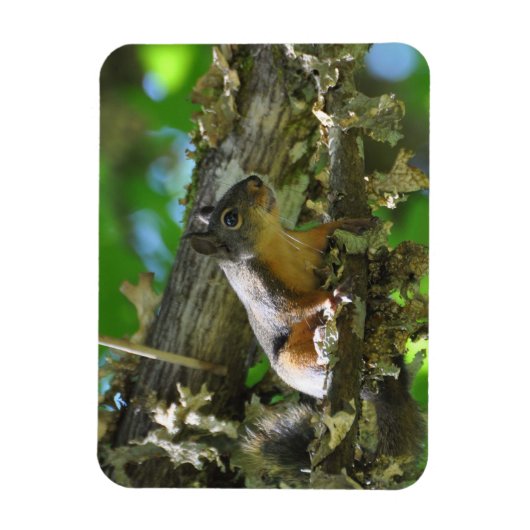 Een Douglas Squirrel in een Maple-boom Magneet (Verticaal)