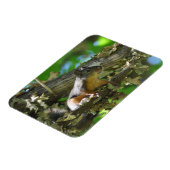 Een Douglas Squirrel in een Maple-boom Magneet (Linkerzijde)