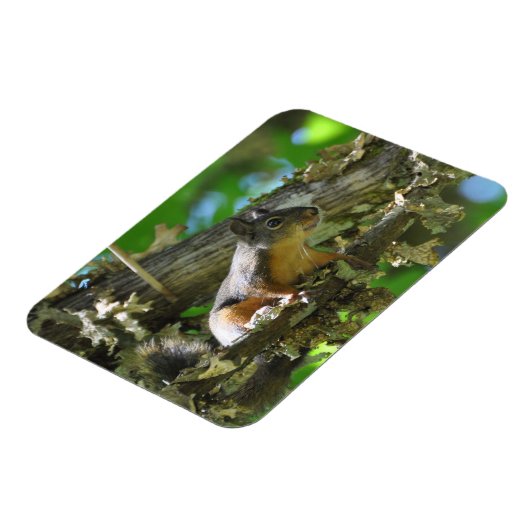 Een Douglas Squirrel in een Maple-boom Magneet (Linkerzijde)